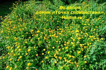Цветы во дворе домика Точка спокойствия