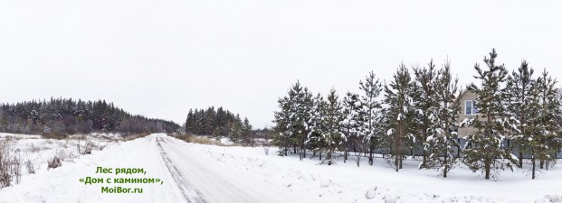 Лес рядом с домом, «Дом с камином», Бузулукский бор