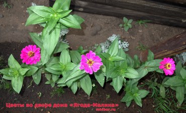 87-cvety-yagoda-malina